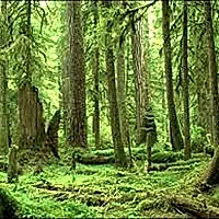 Geri Dönüşüm - Doğal Kaynaklarımız